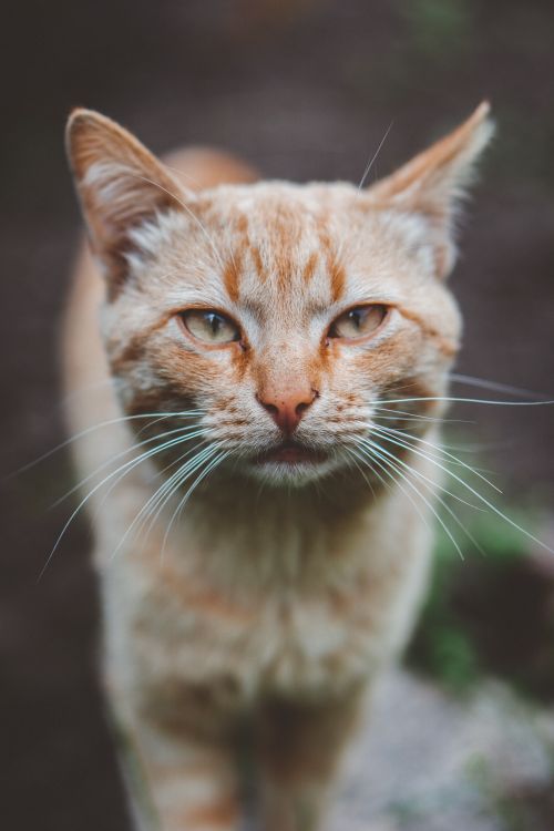 Free A detailed close-up of a ginger cat with prominent whiskers, captured outdoors. Stock Photo