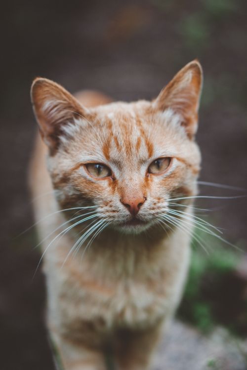 Free A detailed close-up of a ginger cat with whiskers and a blurred background, outdoors. Stock Photo