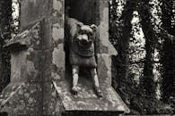 Statue de gros chien molosse .