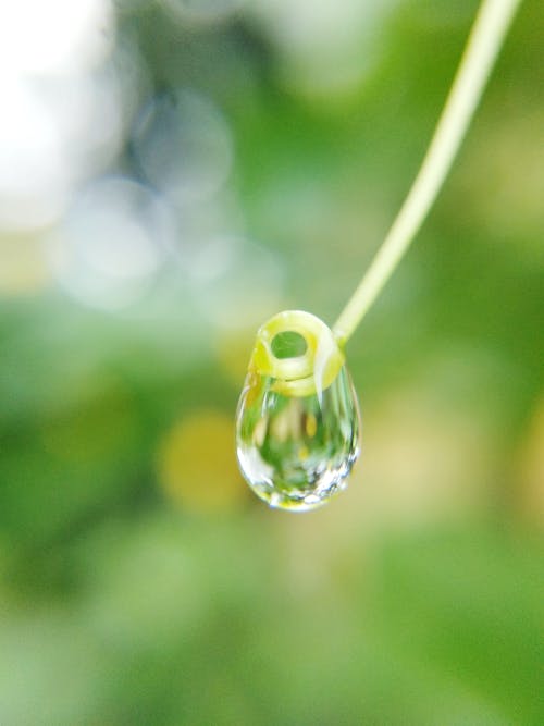 Free Water Droplet on Green Plant Stem Stock Photo