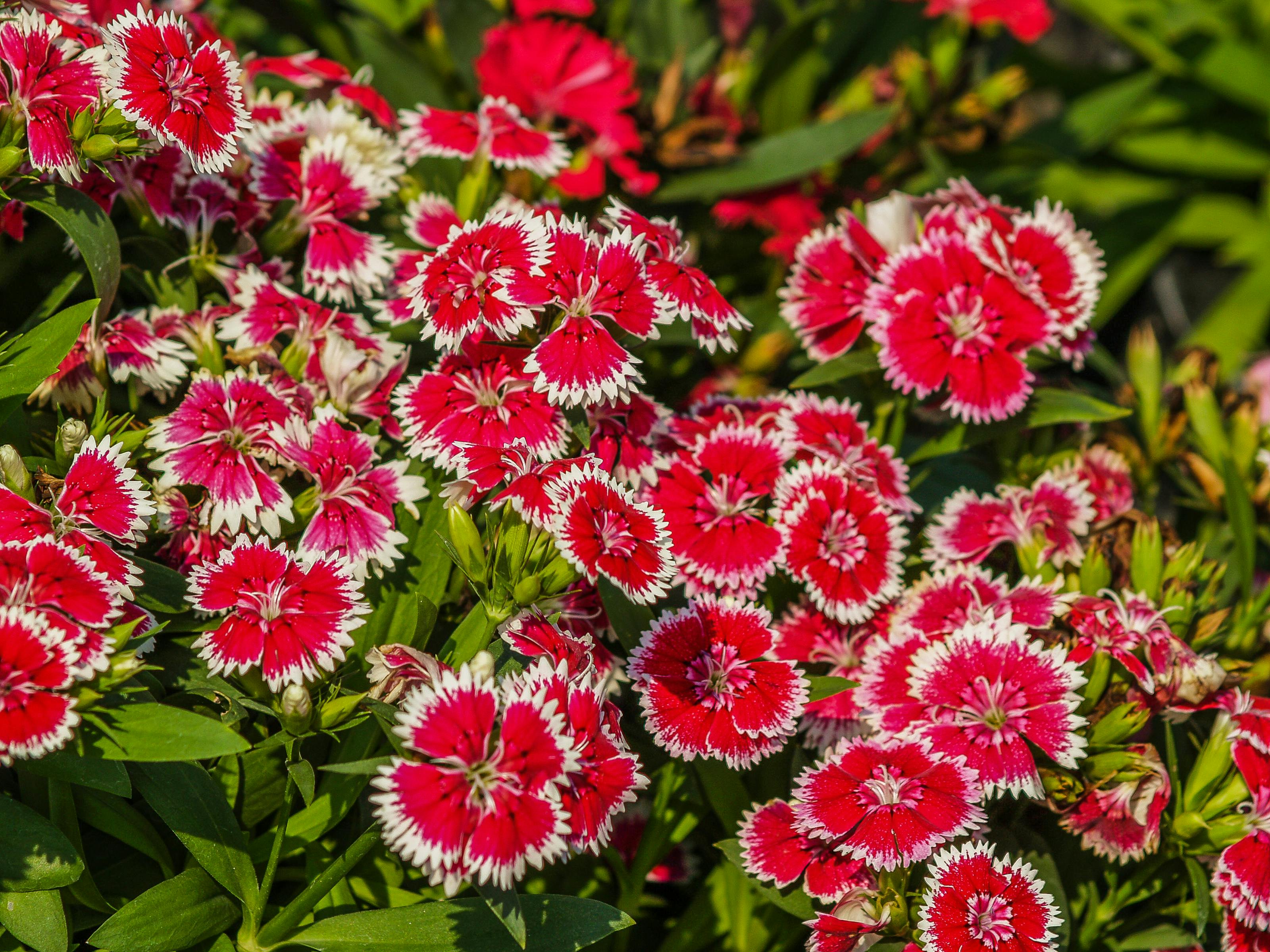 Pink and Yellow Flowers in Bloom · Free Stock Photo