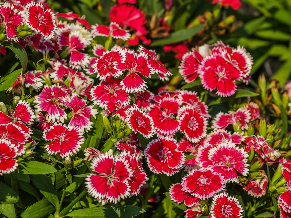 Shallow Focus Photography Of Red Flowers