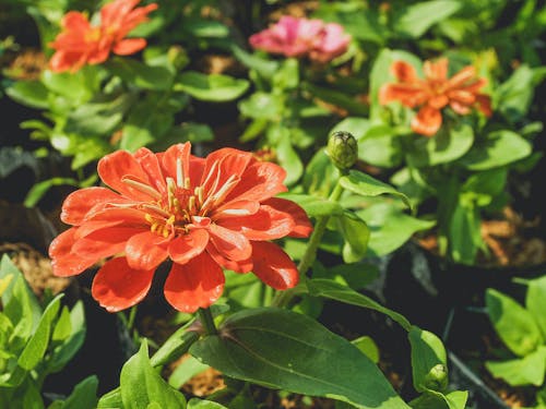 Selective Focus Photo Of Orange Petaled Flower