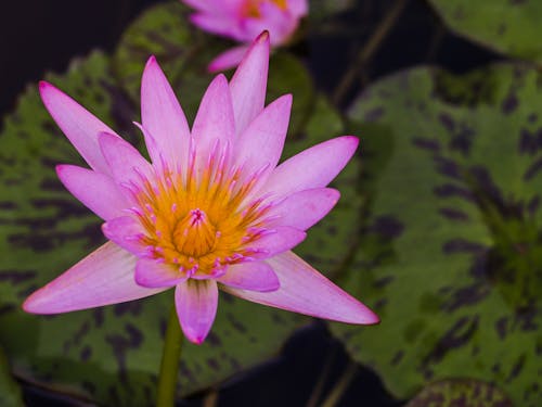 Purple Petaled Flower