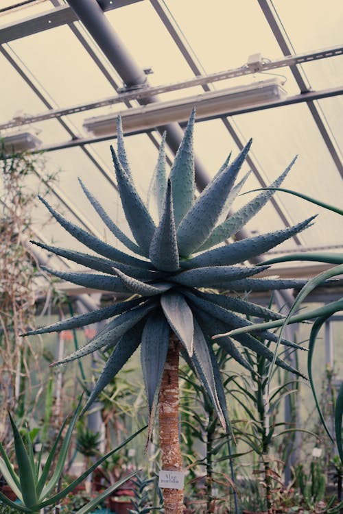 Kostnadsfri bild av aloe, flora, saftig