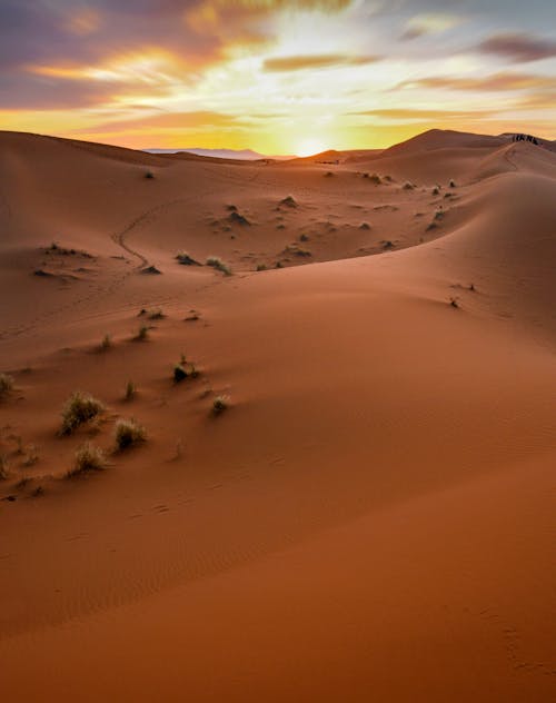 A Desert Under Golden Sky