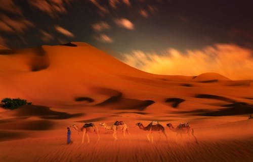 A Man Pulling Camels in the Desert