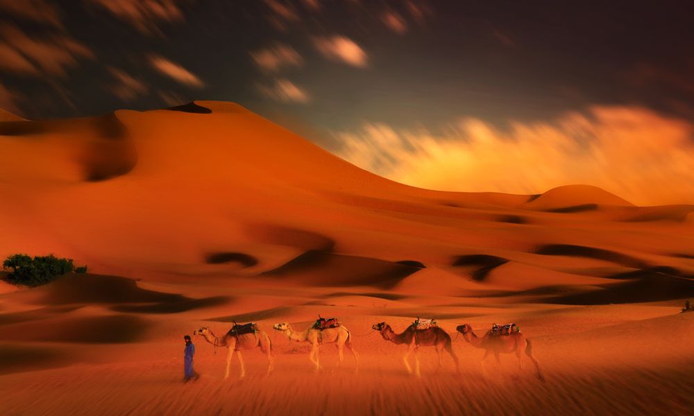 Sahara desert dunes camels sunset