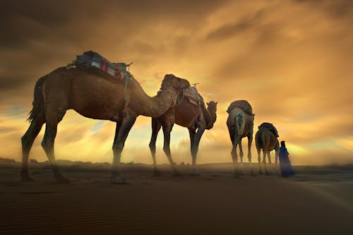 grátis Foto profissional grátis de animal, areia, camelos Foto profissional