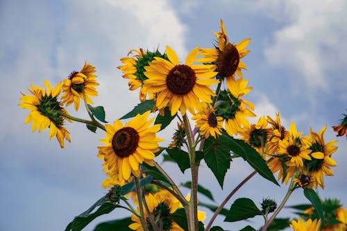 Yellow Sunflowers Under a Blue Sky