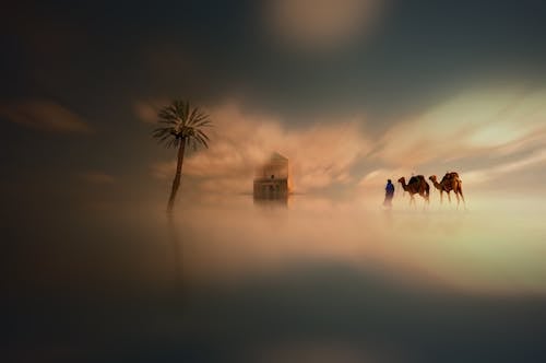 Безкоштовне стокове фото на тему «Будівля, верблюди, краєвид» стокове фото