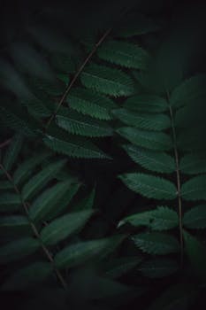Close-up of dark green fern leaves with soft natural light and shadows.