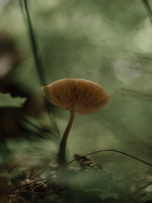 Close-up Photo of a Mushroom 