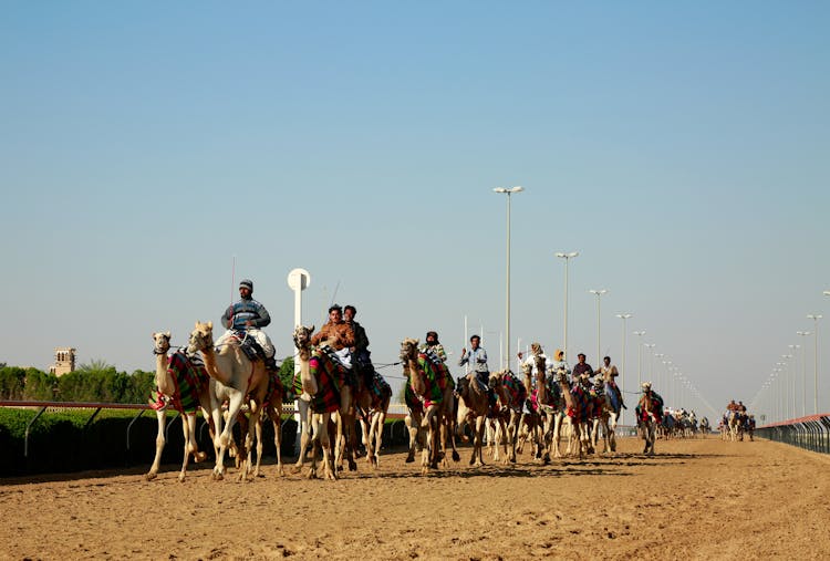 Camel Racing In Dubai