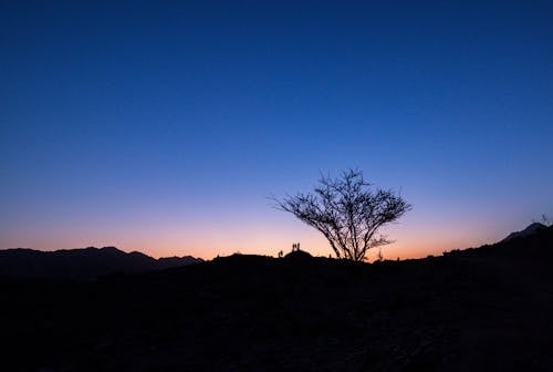 Silhouette of Bare Tree during Dusk 