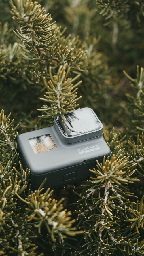 Free Close-up of a GoPro in dense pine foliage, blending technology and nature. Stock Photo