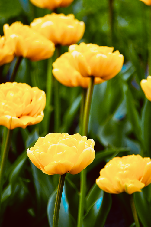 Free Bright yellow tulips in full bloom, showcasing nature's beauty and spring freshness. Stock Photo