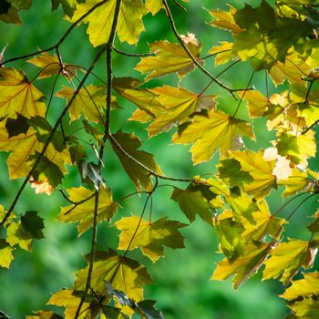Vibrant green maple leaves illuminated by sunlight, showcasing natural beauty