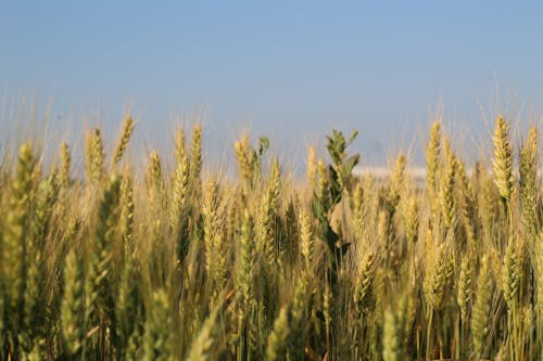 Barley on Agriculture Field