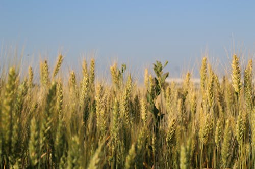 Foto d'estoc gratuïta de agricultura, botànica, camp