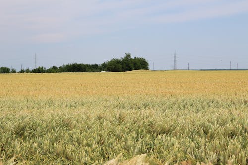 бесплатная Бесплатное стоковое фото с за городом, зерновые, поле Стоковое фото