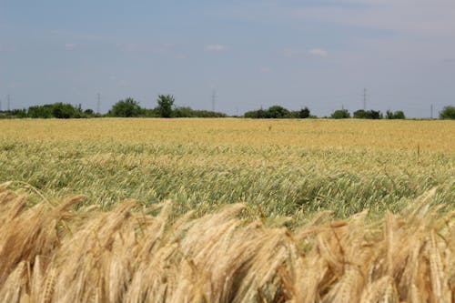 免费 乾草, 小麥, 戶外 的 免费素材图片 素材图片