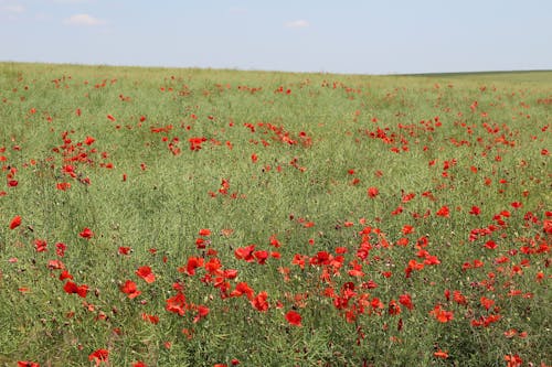 Imagine de stoc gratuită din câmp, floare, floare sălbatică