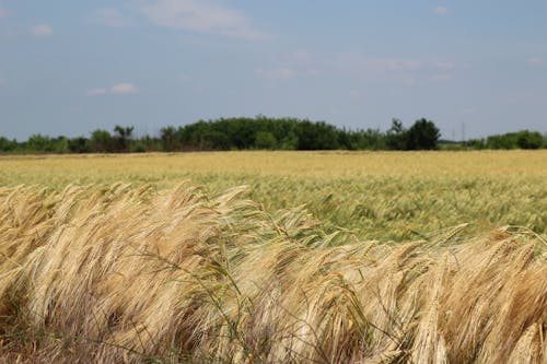 Photo of a Barley Field and Green Bushes in the Background under a Clear Blue Sky