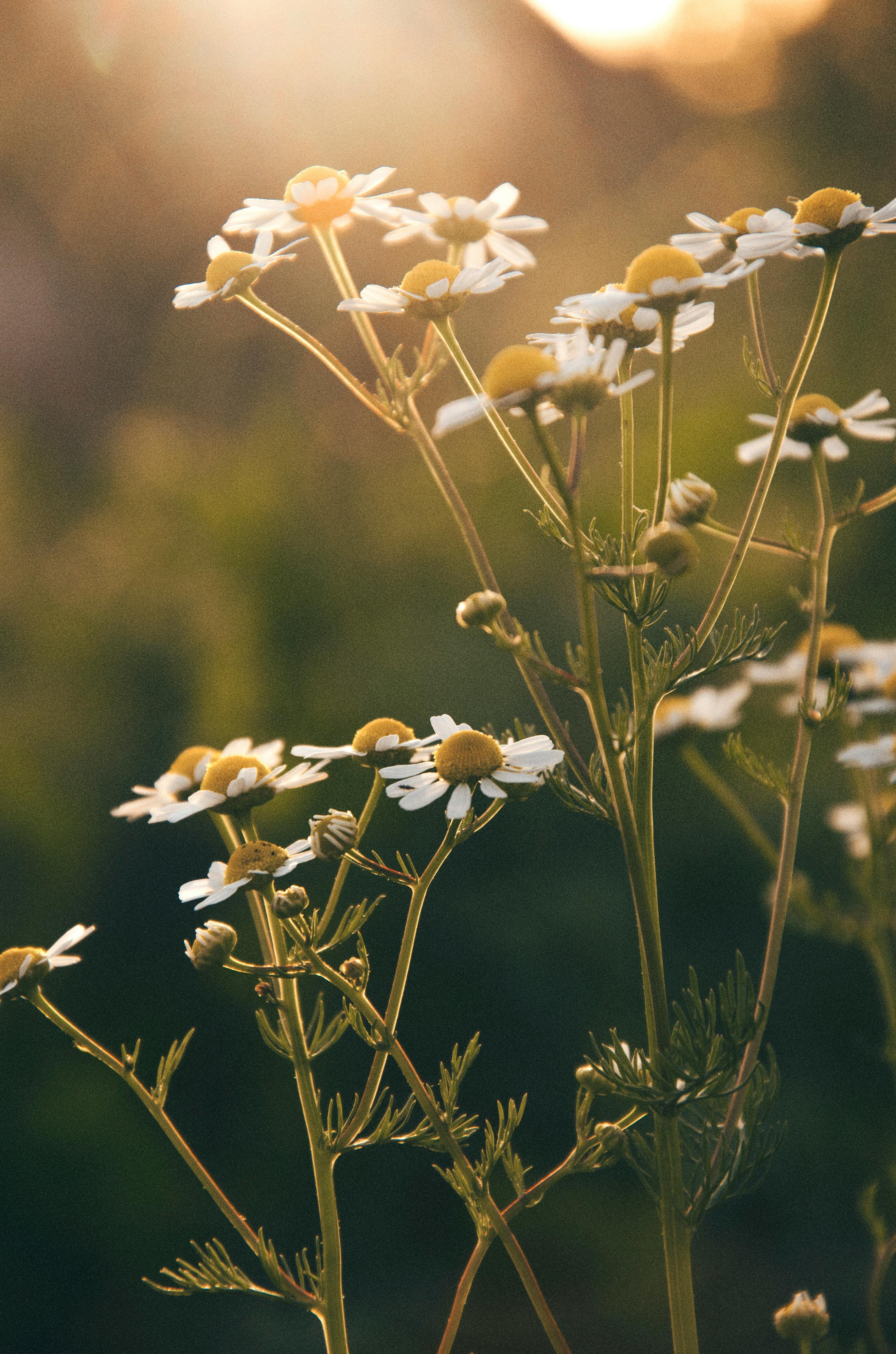 Fence – Flowers Wallpaper Phone –