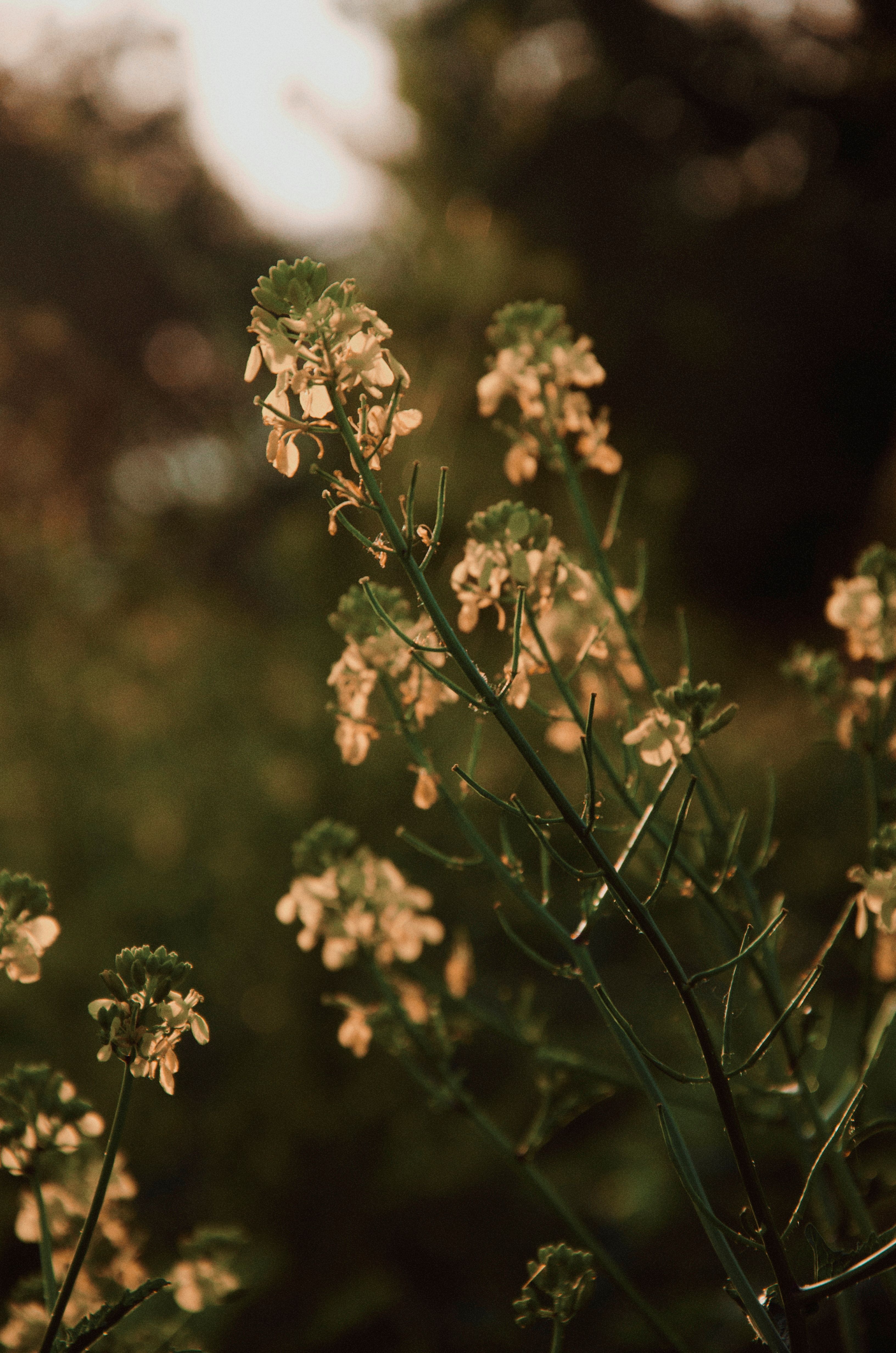 Zarte Wildblumen im warmen Gegenlicht