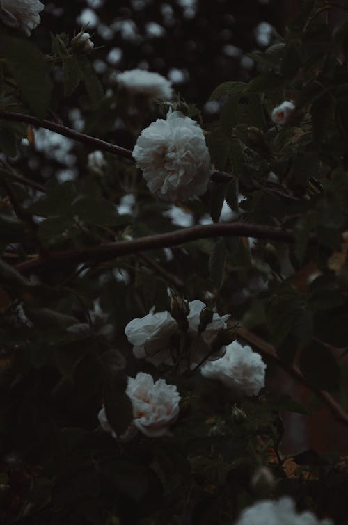 Kostnadsfri bild av blomning, buske, flora