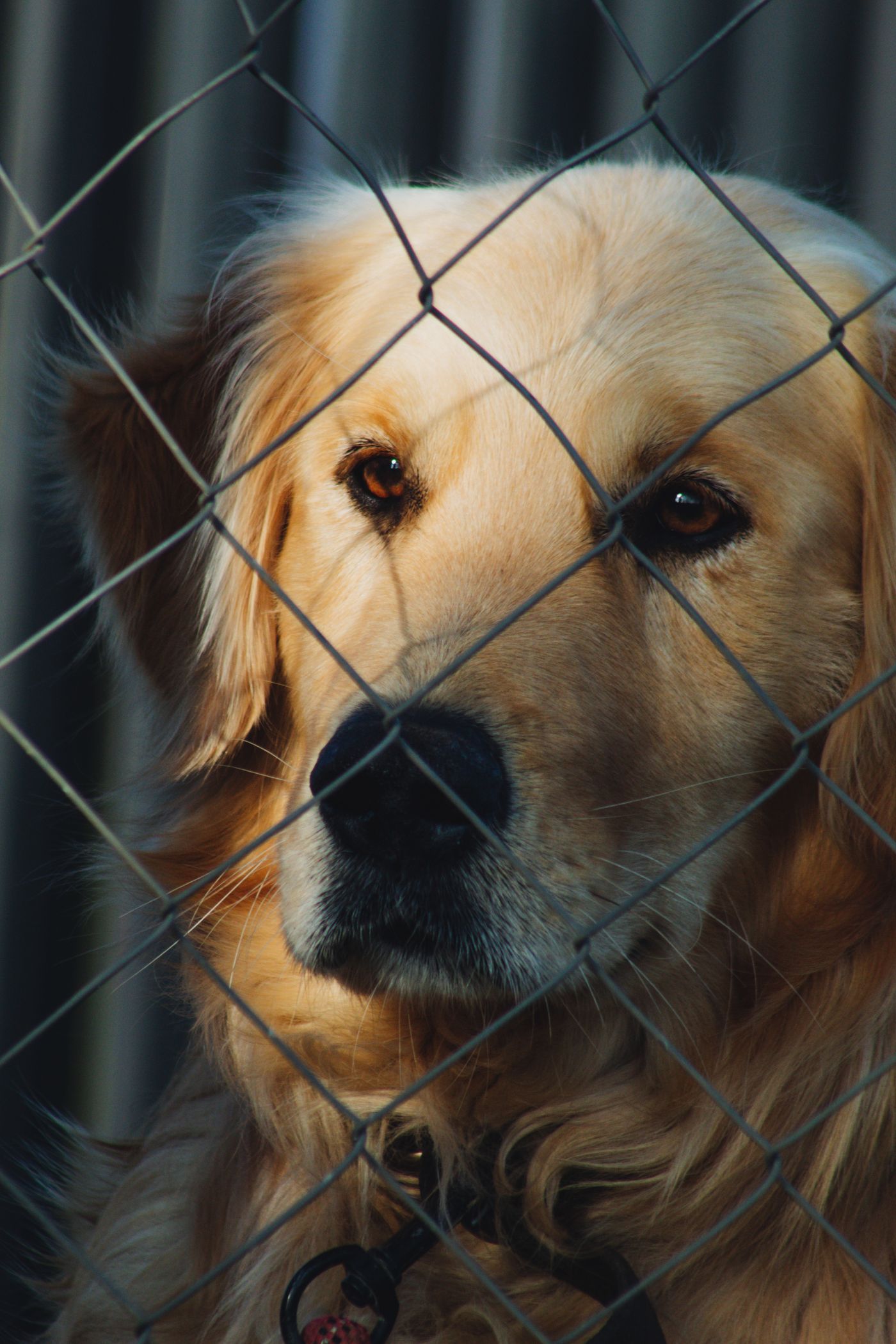 Golden retriever looking through fence with sunlight on fur