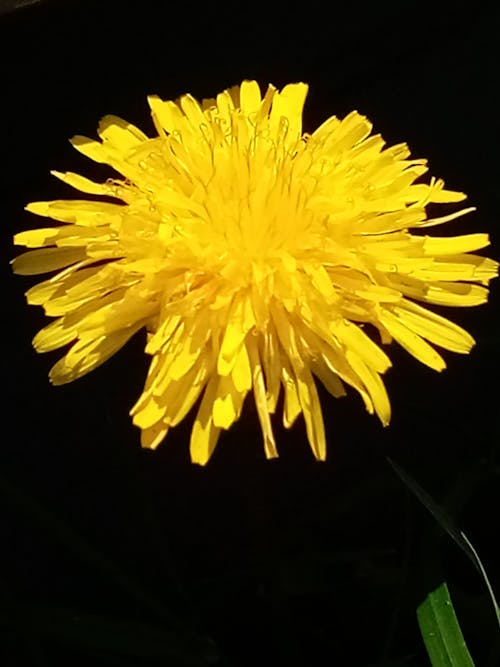 蒲公英, 蒲公英的花, 黃色 的 免费素材图片