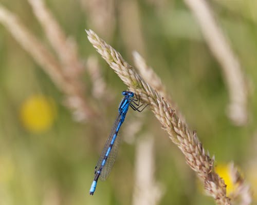 Common Blue Damselfly Perched on Wheat Grass