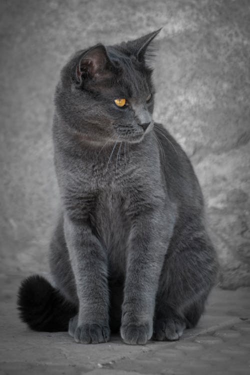 Gray Cat Sitting on Concrete Floor