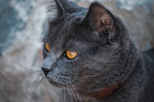 Free Close-up portrait of a gray cat with striking amber eyes wearing a collar. Stock Photo