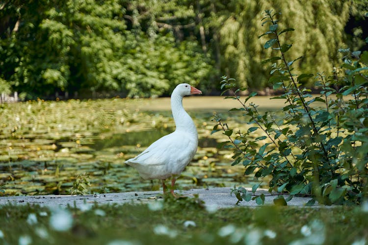 Goose Walking Near Lake In Park