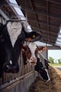 Black and White Cow in Cage