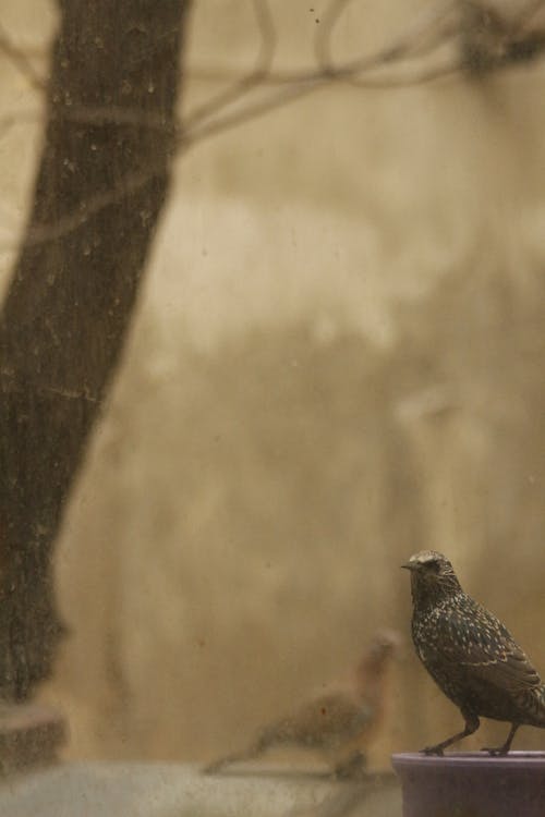 Photograph of a Bird with Spots