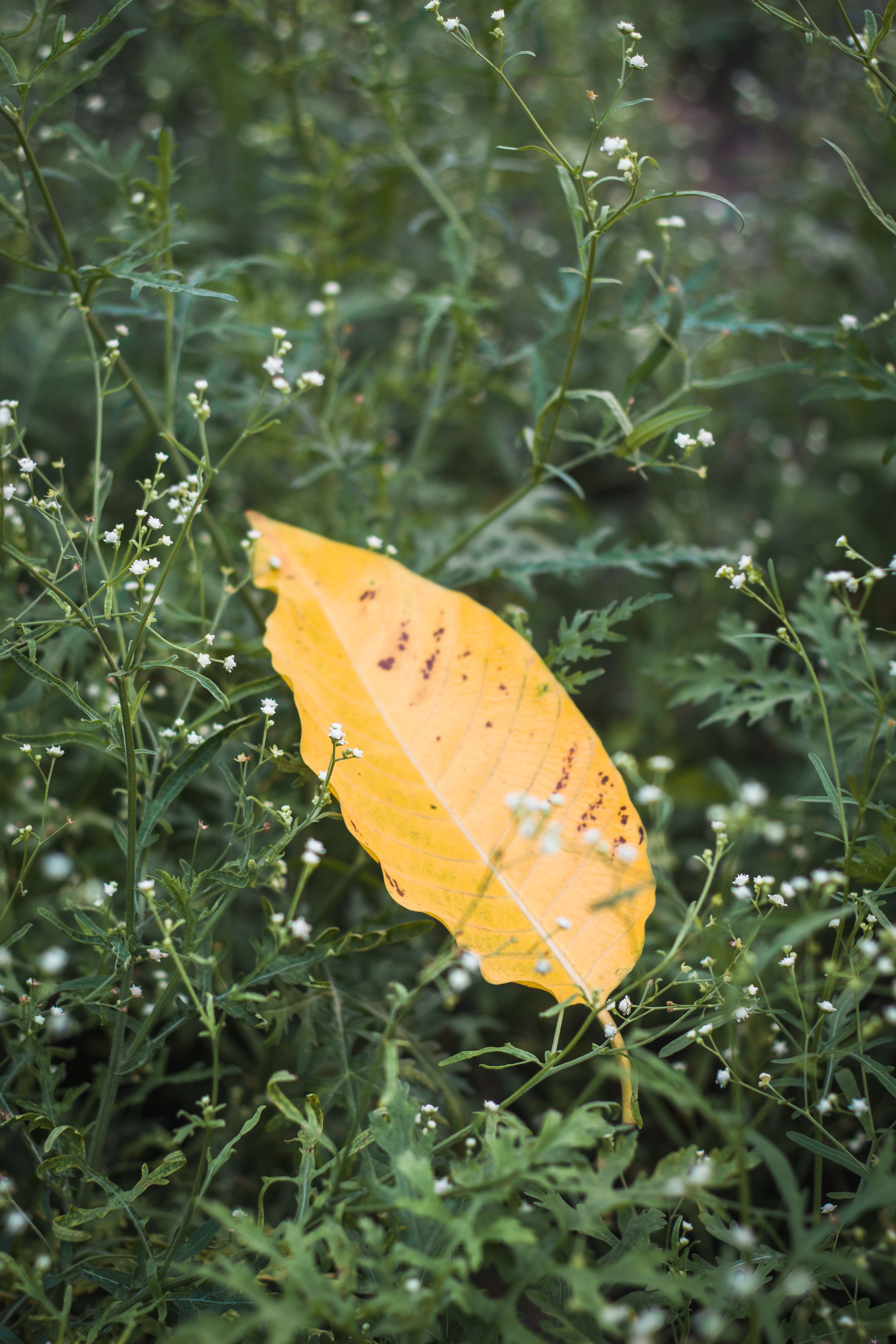 A Yellow Leaf on Green Grass · Free Stock Photo