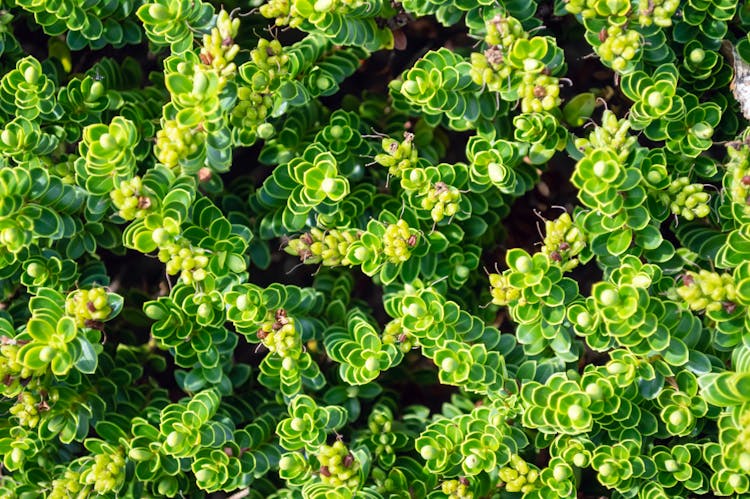 Close Up Photo Of Hebe Plants