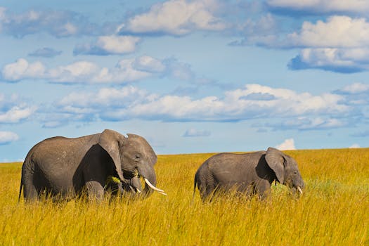A pair of African elephants grazing in Narok County, Kenya's lush savanna.