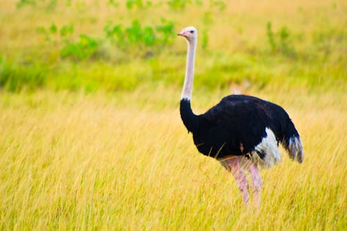 Free Ostrich Stock Photo