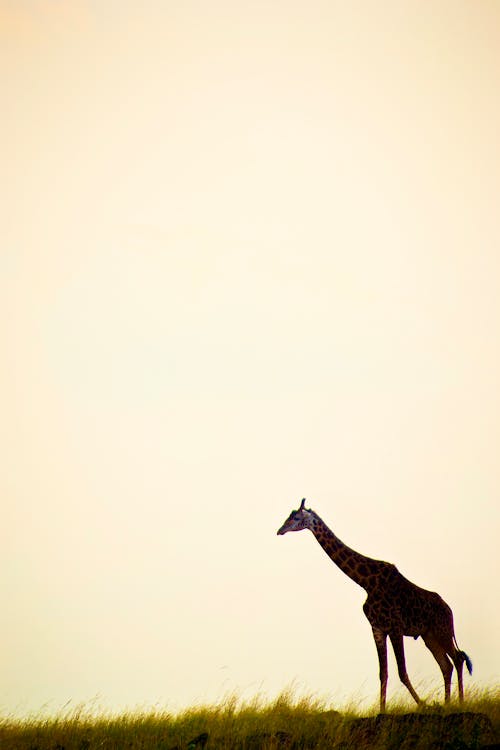 Free Giraffe  Stock Photo