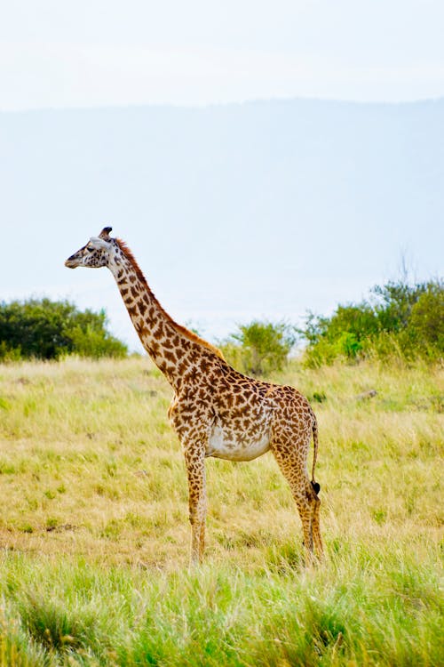 A Giraffe on Green Grass