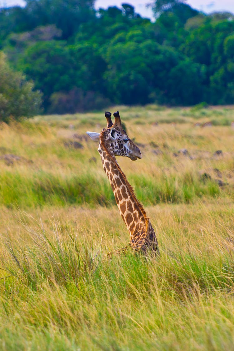 Giraffe Sitting In Grass