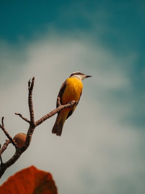 Low-Angle Shot of a Great Kiskadee on a Branch