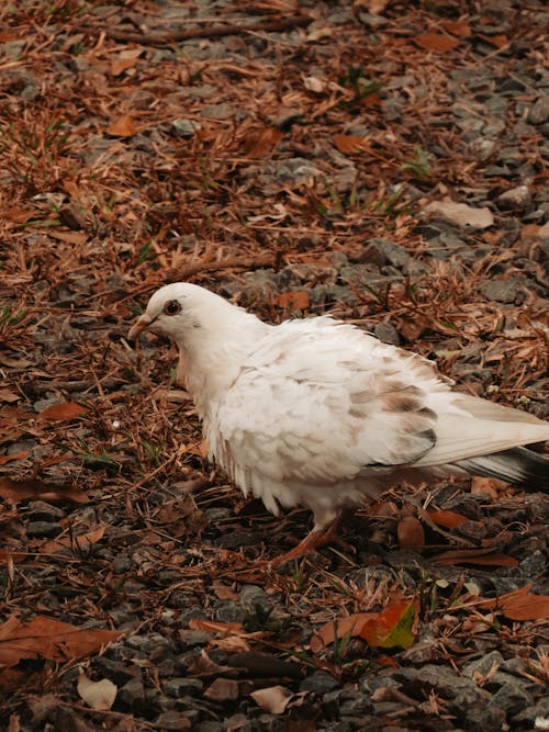 White Pigeon on Rocky Ground