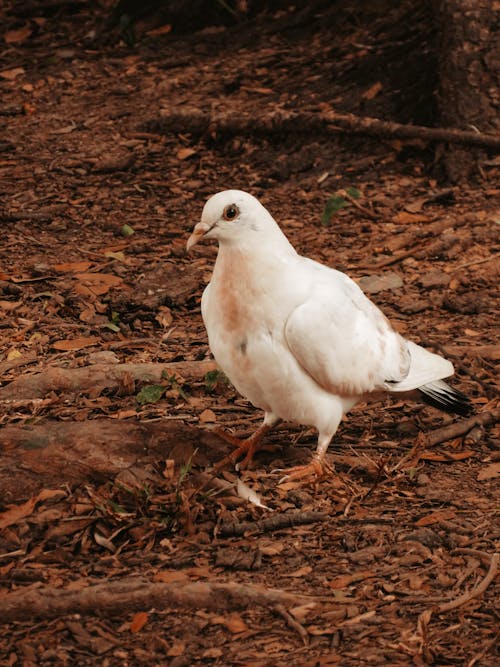 Free Photograph of a White Pigeon Stock Photo
