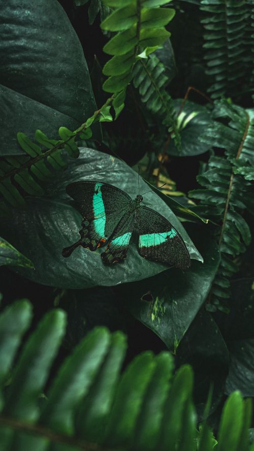 Free A vivid common banded peacock butterfly resting on lush green foliage in a vertical shot. Stock Photo